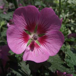 anisodontea capensis